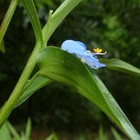 Commelina appendiculata C.B.Clarke